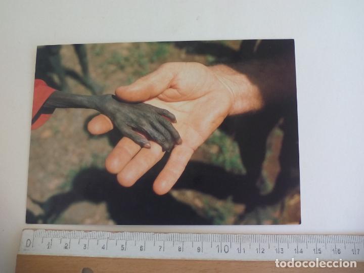 Postkarten: POSTAL VMW11 ACME CARDS MIKE WELLS 1980 UGANDA KARAMOJONG HAD OF A BOY. SIN CIRCULAR. POST CARD