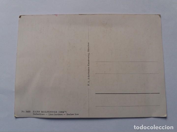 Postales: POSTAL - HANS MOLFENTER - BERBER LION - LE&Oacute;N DE BARBARY - Foto 2