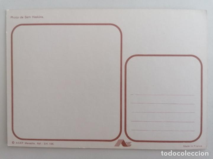 Postales: POSTAL FOTO DE SAM HASKINS - Foto 2