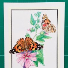 Postales: POSTAL MARIPOSAS PAINTED LADY CYNTHIA CARDUI - COLIN EMBERSON BUTTERFLIES OF BRITAIN READER'S DIGEST. Lote 365827056