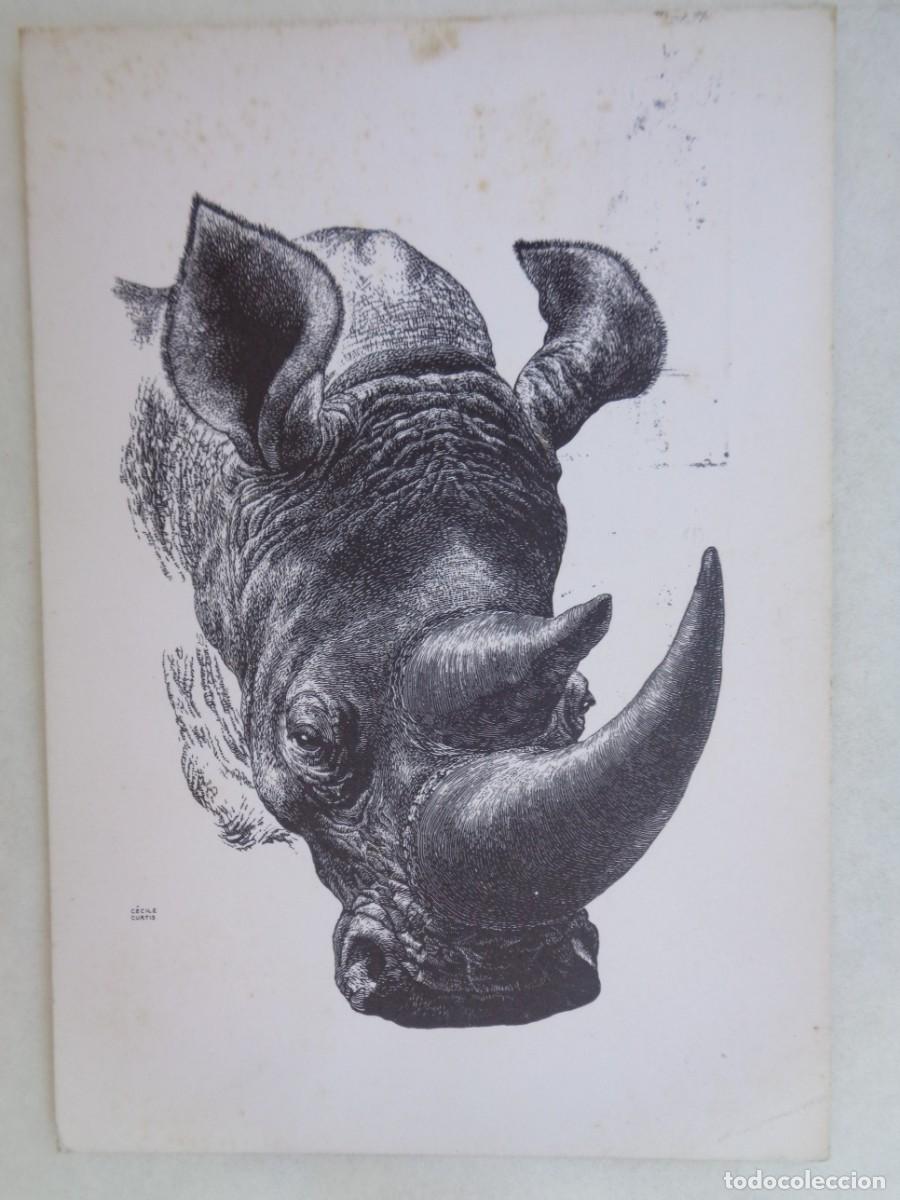 Cartes Postales: POSTAL CON DIBUJO DE CECILE CURTIS : RHINO . FRANCIA . CABEZA DE RINOCERONTE , A&Ntilde;OS 60