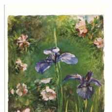 Postales: WILD ROSES AND IRISES • JOHN LA FARGE - GOUACHE AND WATERCOLOR ON WHITE WOVE PAPER