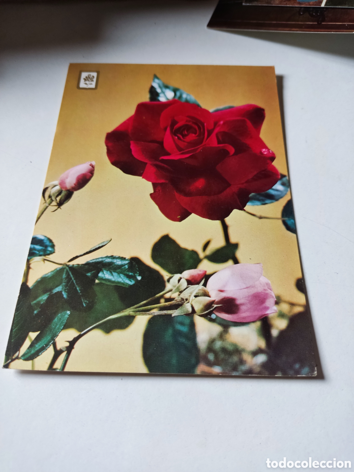Postal rosas