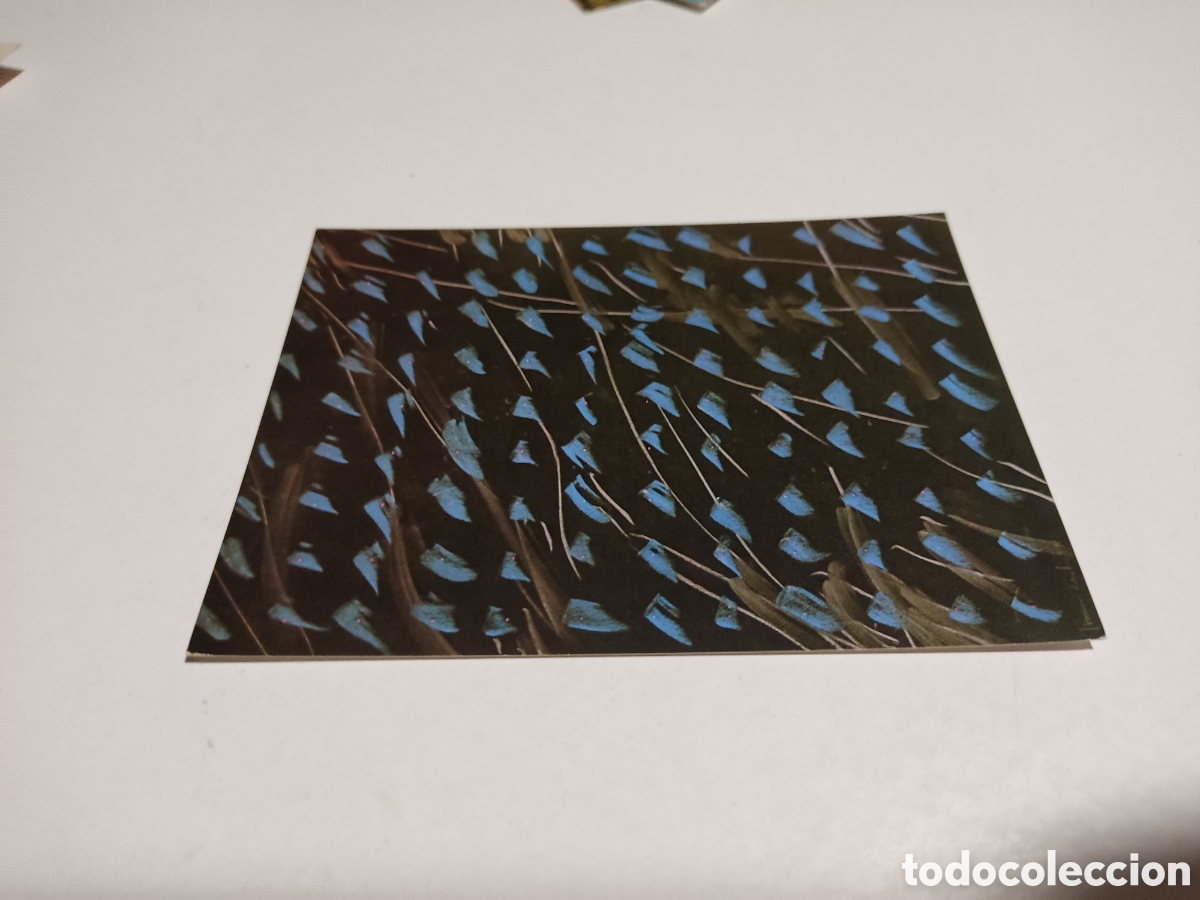 Postales: Postal Arte dibujo Francesc Guitart galer&iacute;a Eude