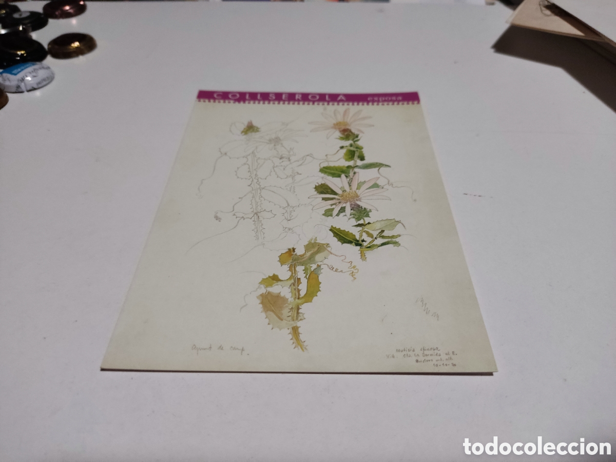Cartes Postales: Postal exposicio de dibuix naturalista,collserola