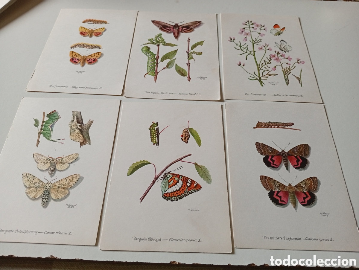 Cartes Postales: Postales capullos y mariposas,dibujos de Ph.Gonner, Alemania