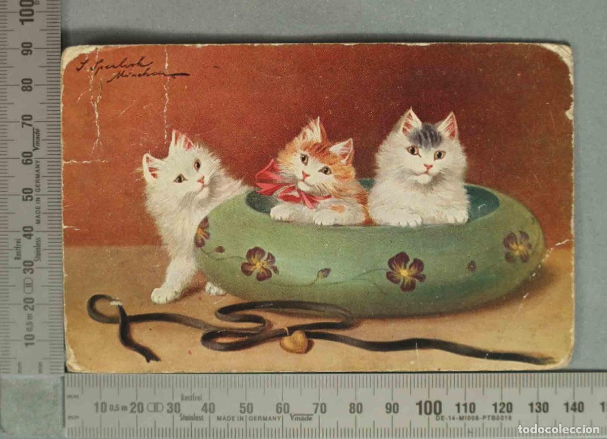 Postales: POSTAL. Gatitos en un cuenco - Sophie Sperlich