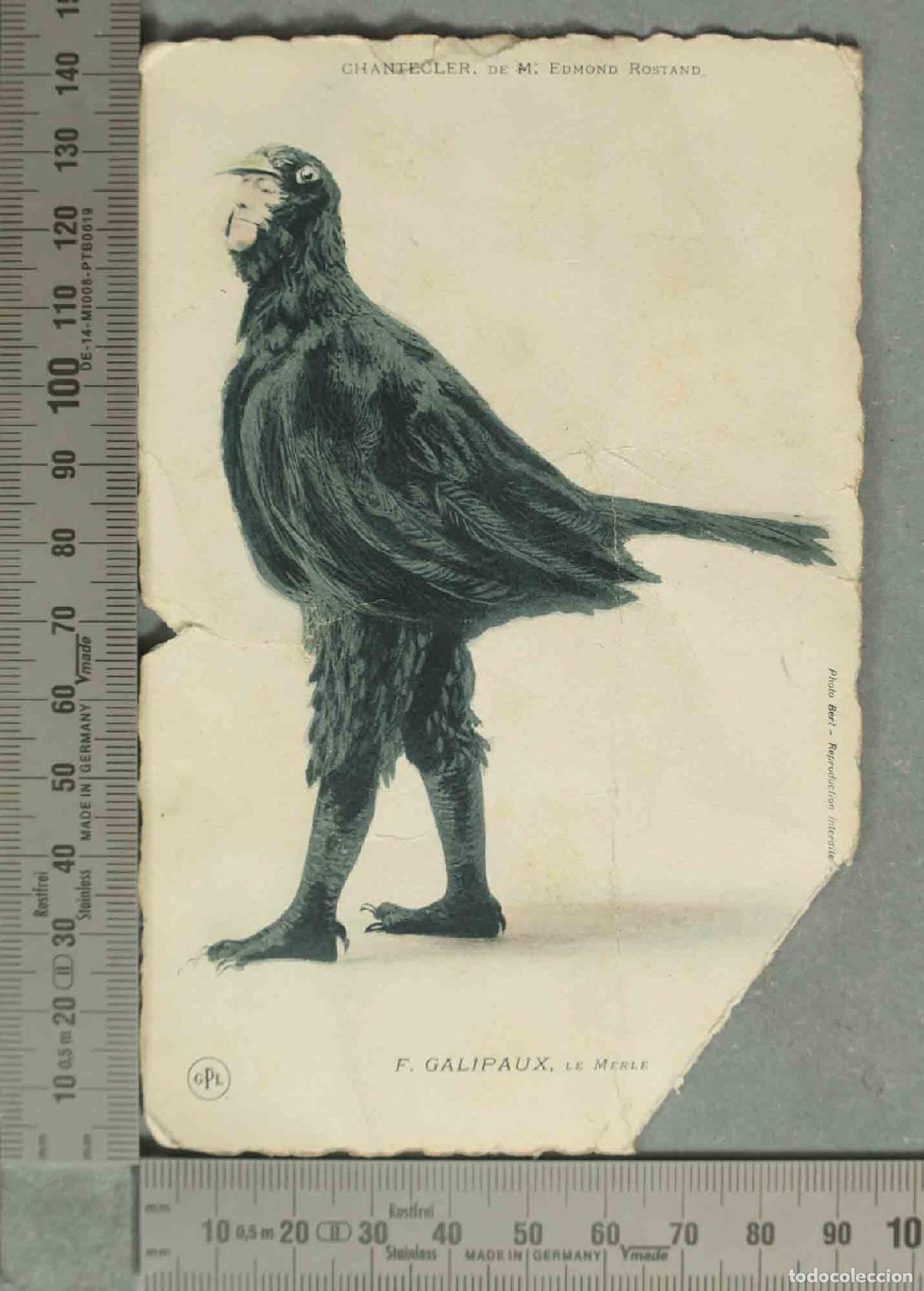 Postales: POSTAL. Chantecler - Le Merle - Edmond Rostand - F&eacute;lix Galipaux