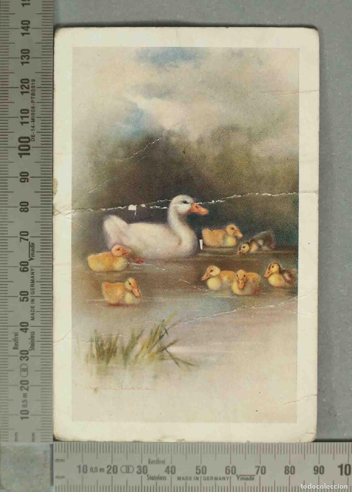 Postales: POSTAL. Mother Duck With Little Yellow Ducklings in Water - Mrs Duck and Family
