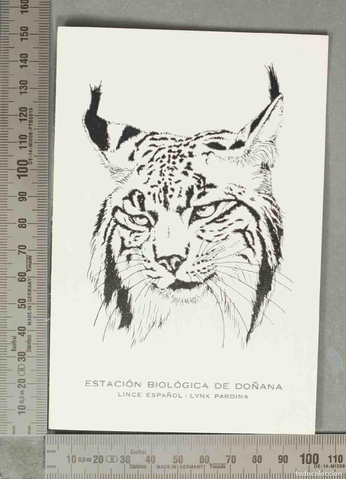 Cartes Postales: POSTAL. Estaci&oacute;n Biol&oacute;gica de Do&ntilde;ana - Lince Espa&ntilde;ol, Lynx pardina