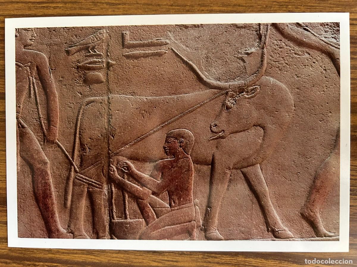 Postales: EGYPT POST CARD - SAQQARA - SAKKARA - KAGMENI TOMP - MENFIS - ANTIGUO EGIPTO - SIN CIRCULAR
