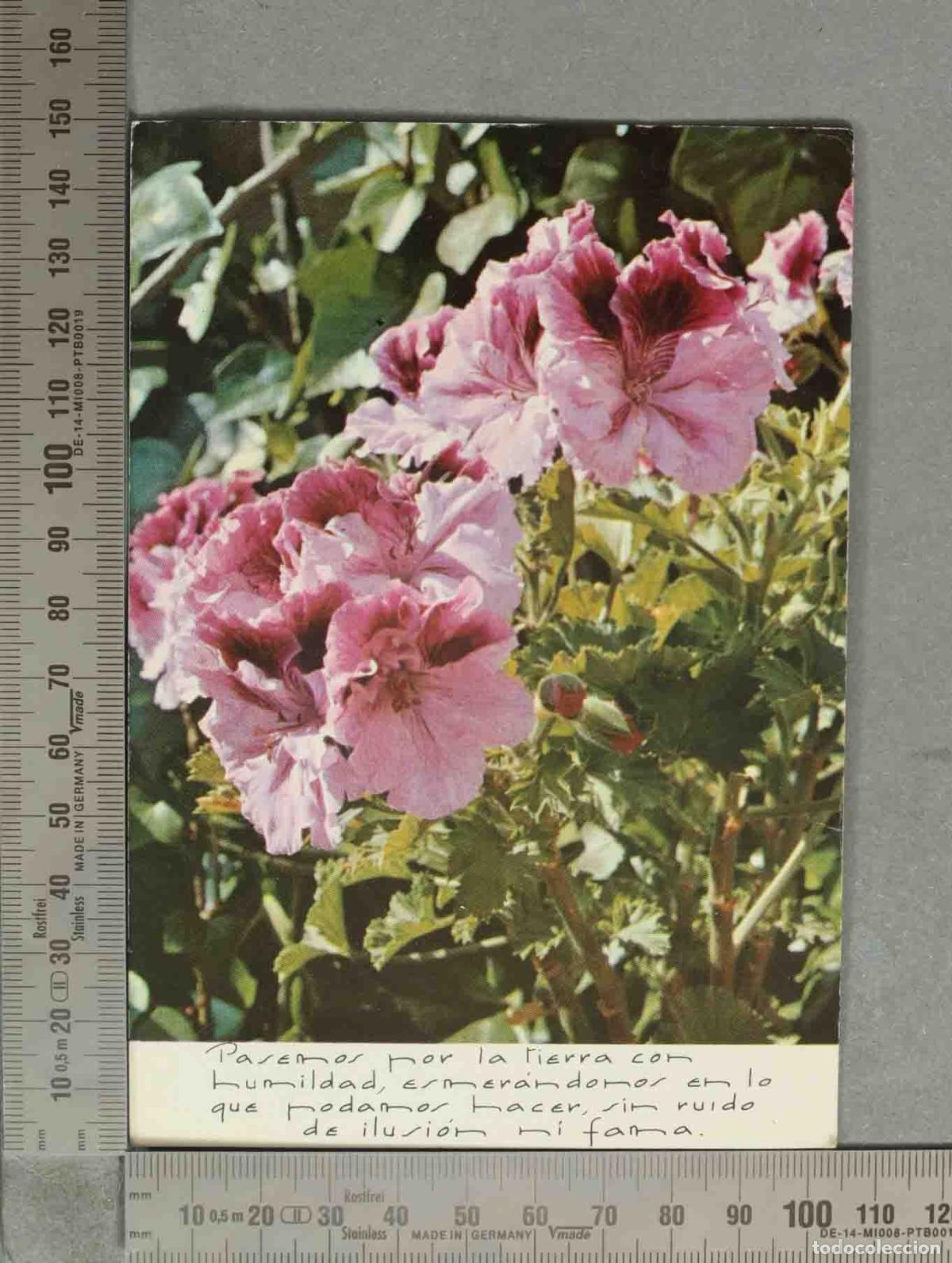 Postales: POSTAL. Pasemos por la tierra con humildad - Flores de geranio