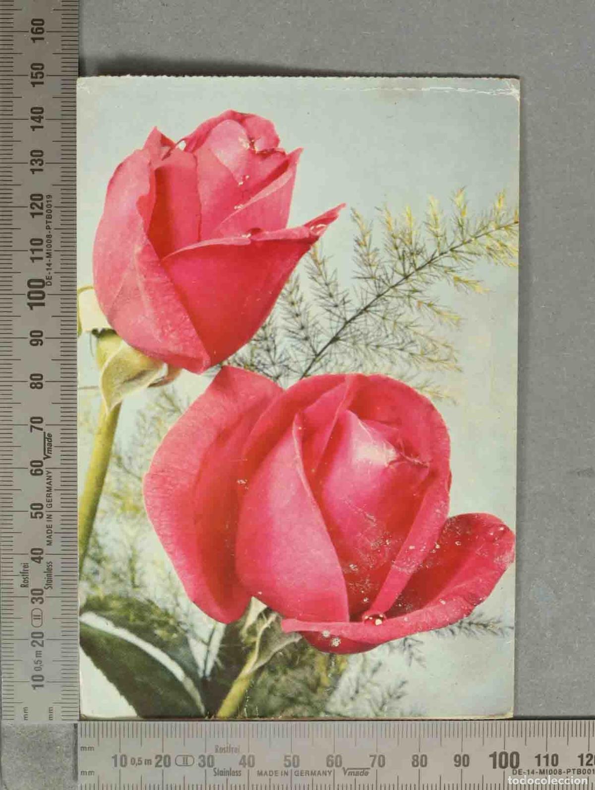 Postales: POSTAL. Rosas rojas .