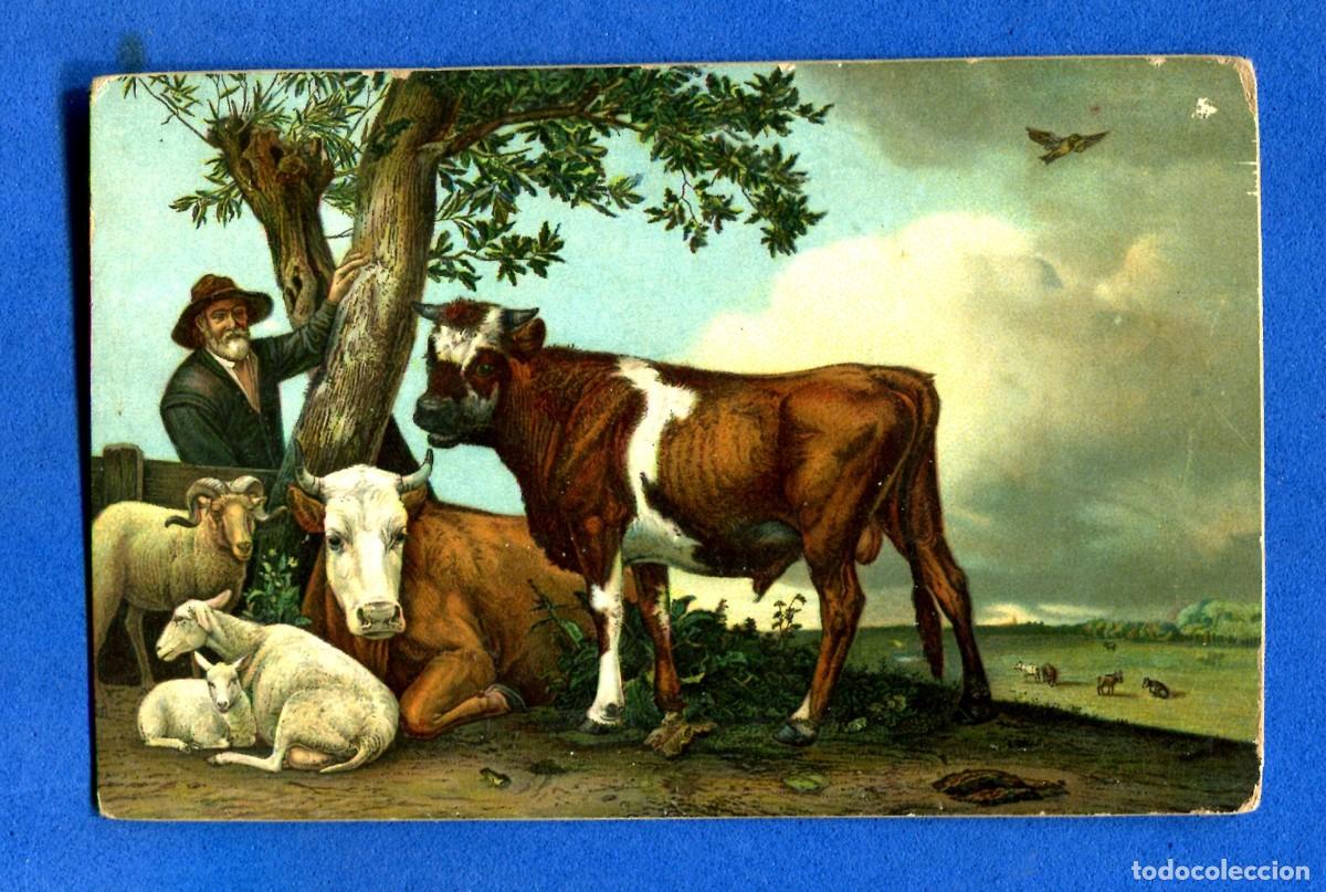 Postales: POSTAL CIRCULADA PAISAJE HOMBRE CON VACA