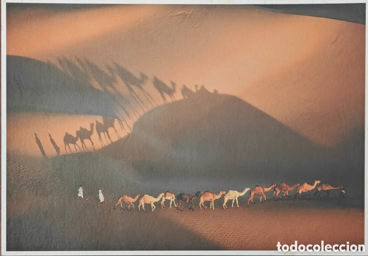 Postales: Postal Yann Arthus-Bertrand - Dromedarios en Mauritania - Exposici&oacute;n Almer&iacute;a 2005