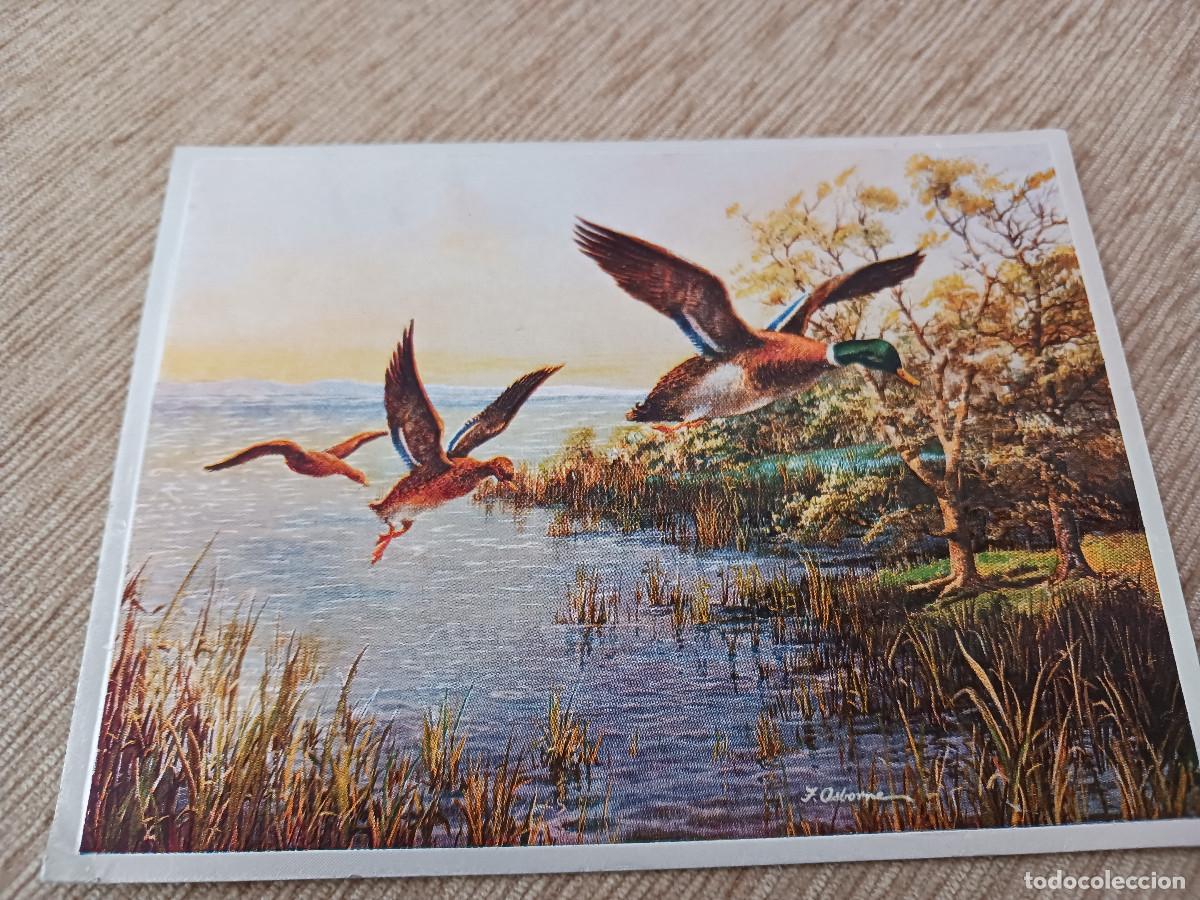 Postales: patos reales volando, obra de j. osborne, warren 84, escrita