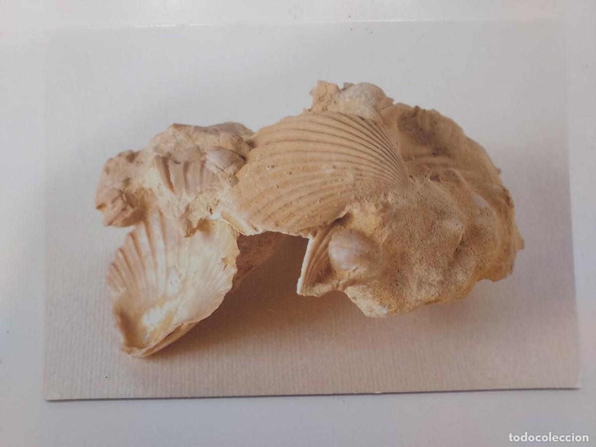 Postales: POSTAL CHLAMYS OPERCULARIS, PUNTILLA DE ROTA, CADIZ. MUSEO GEOMINERO MADRID. SIN CIRCULAR