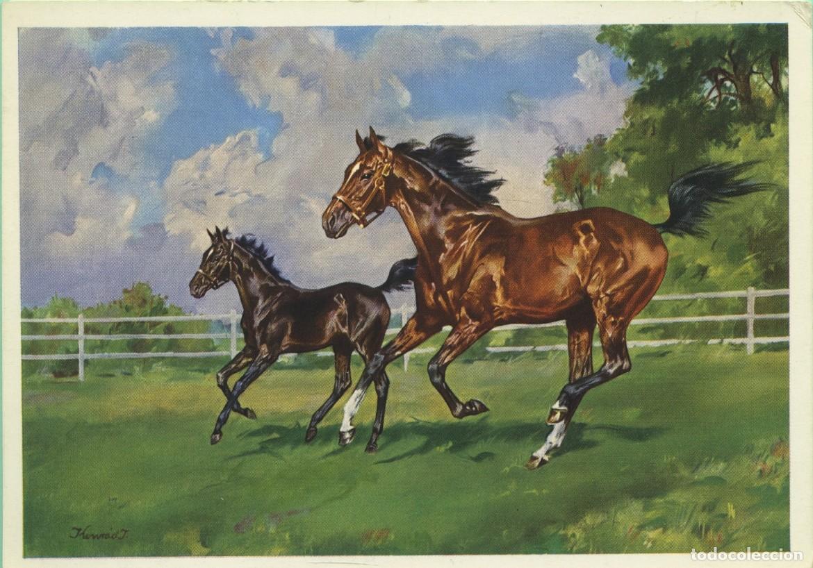 Postales: N&ordm; 1582-J. Konrad:. Caballos al galope. El placer del galope. Sin circular. EDITION STEHLI