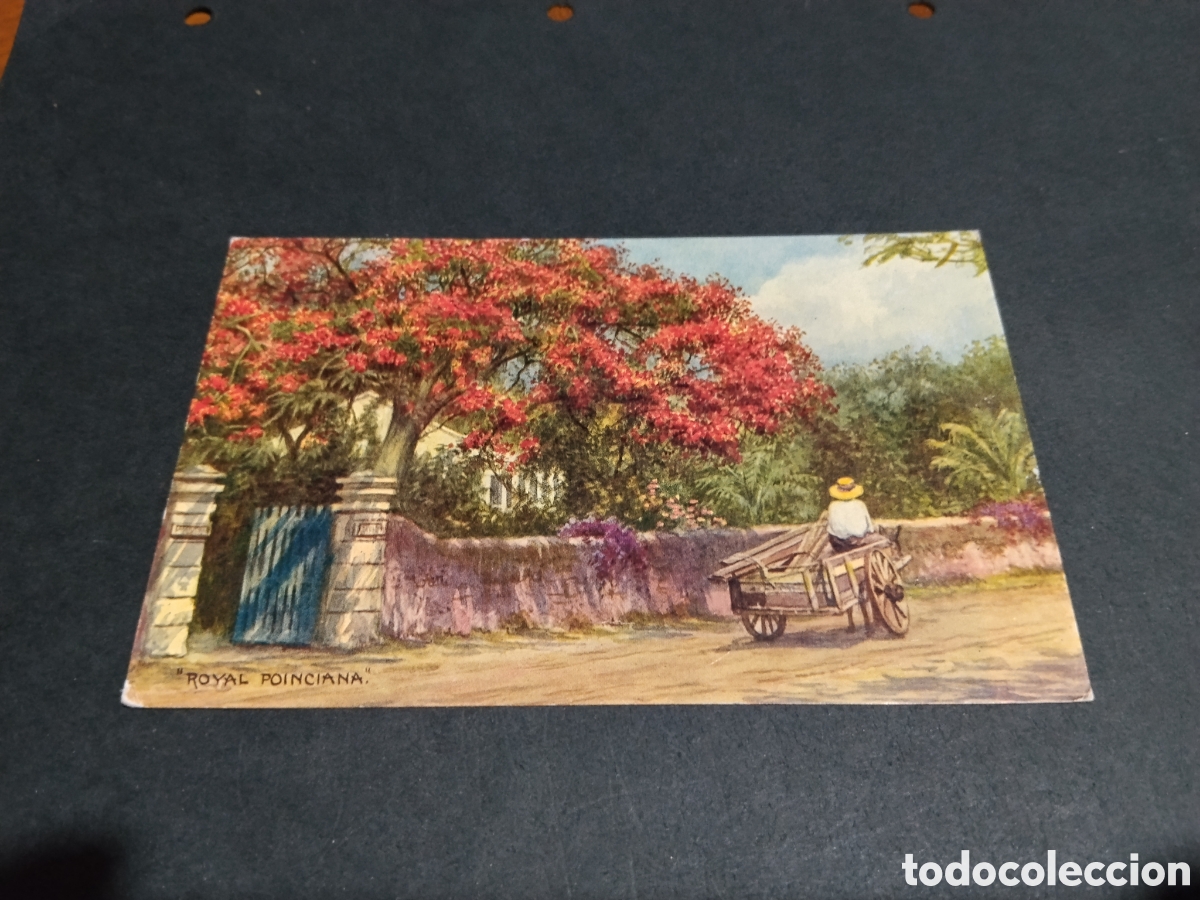 Postales: Postal arte Royal Poinciana