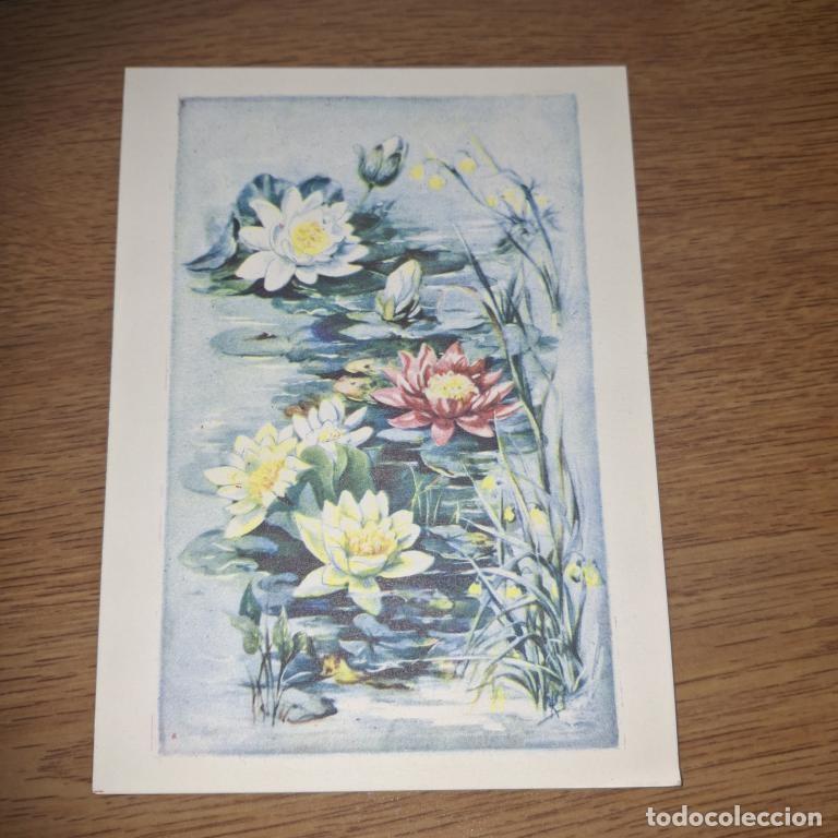 Postales: Postal de la Yugoslavia comunista. Editorial Na&scaron;a Djeca, a&ntilde;os 70. Nen&uacute;fares, flores, ilustraci&oacute;n.