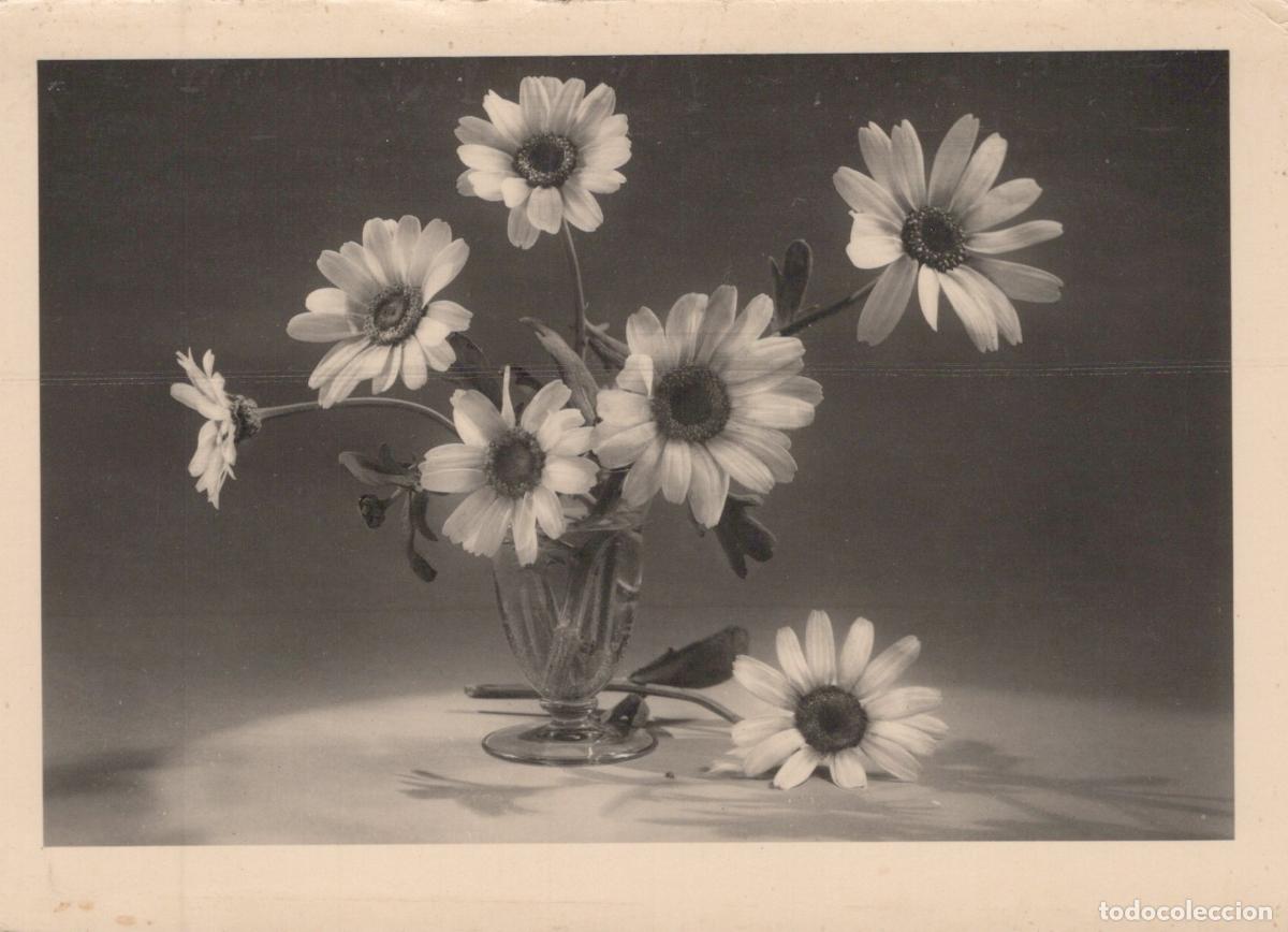 Postales: Still Life Daisies in Vase Black and White Photo Unposted *YAS325