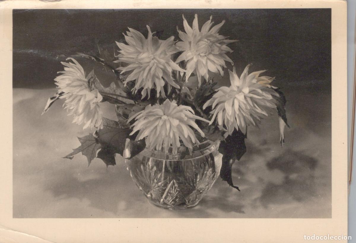 Postales: Still Life Black White Photo of Dahlias in Crystal Vase Unposted *YAX882