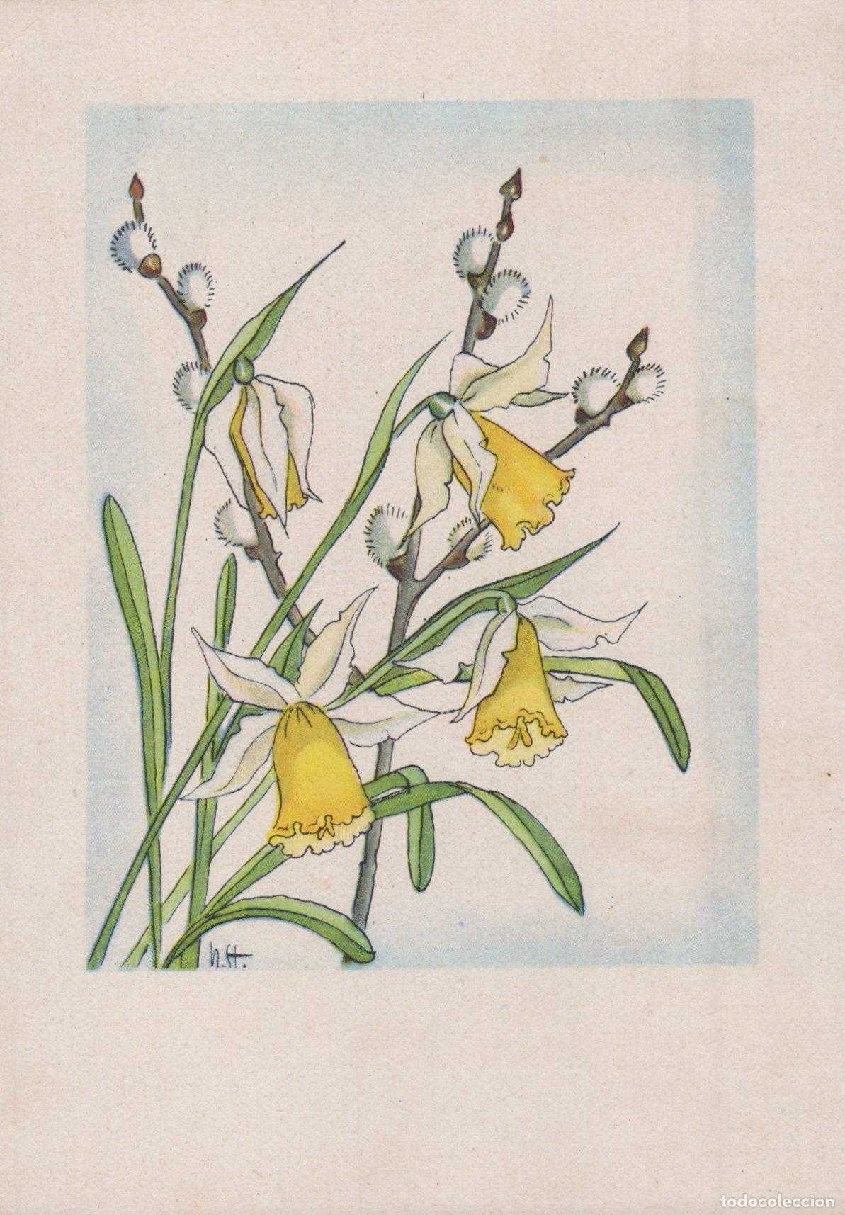Postales: Daffodils and Pussy Willow Illustration Unposted *YAY045