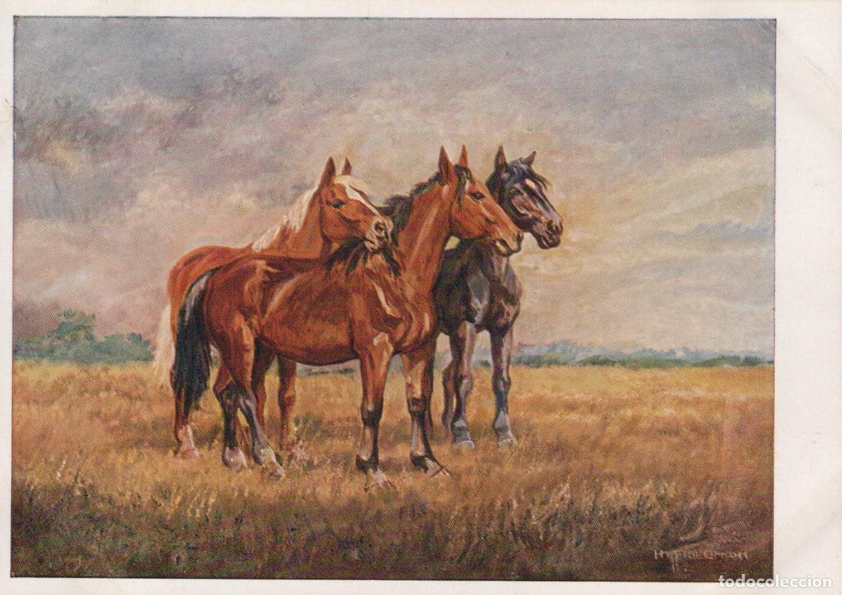 Cartes Postales: Horses in Field Hans M Friedmann Art Unposted *YBA374