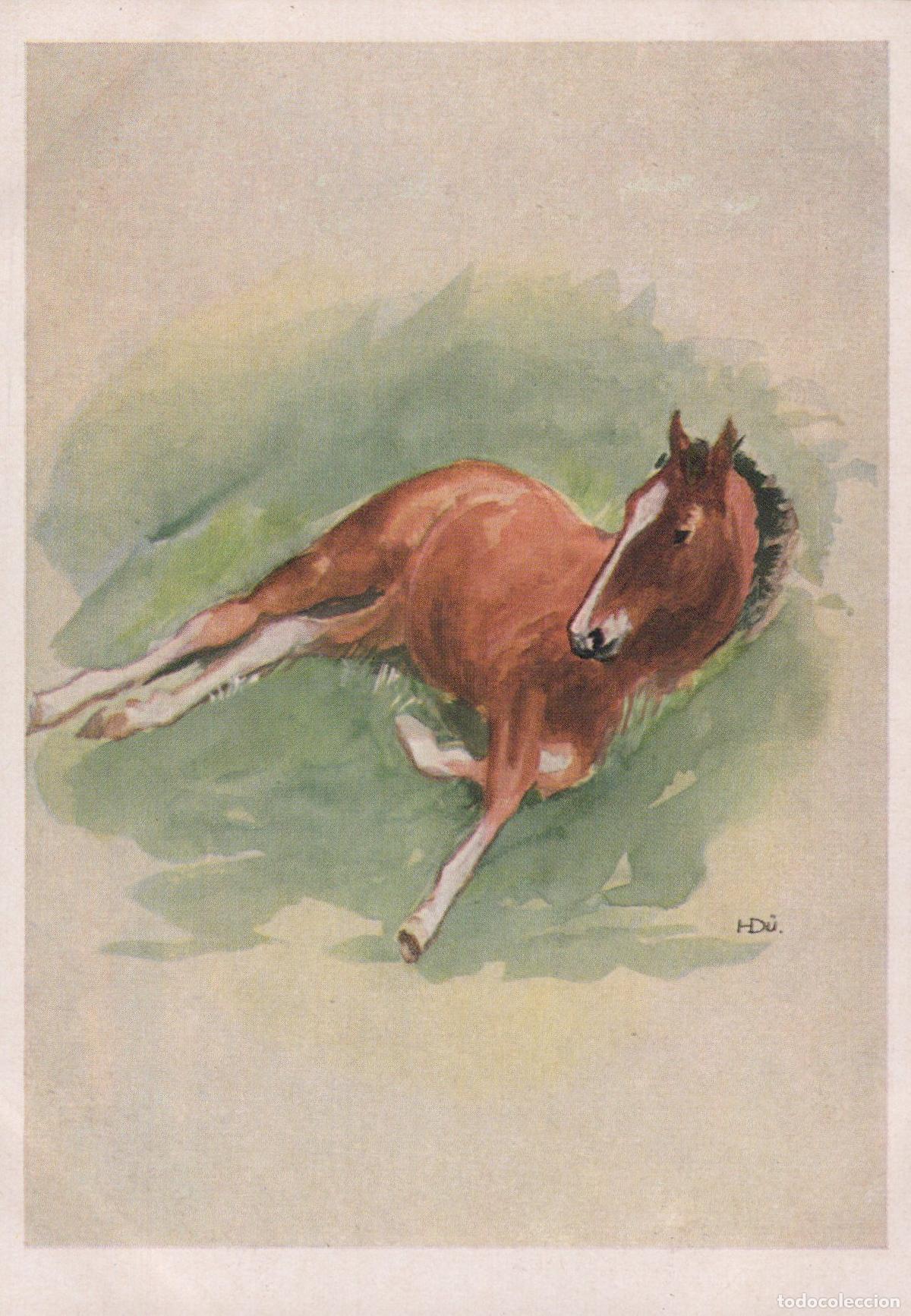 Postales: Foal Lying Down Watercolor Art By H Unposted *YBA482