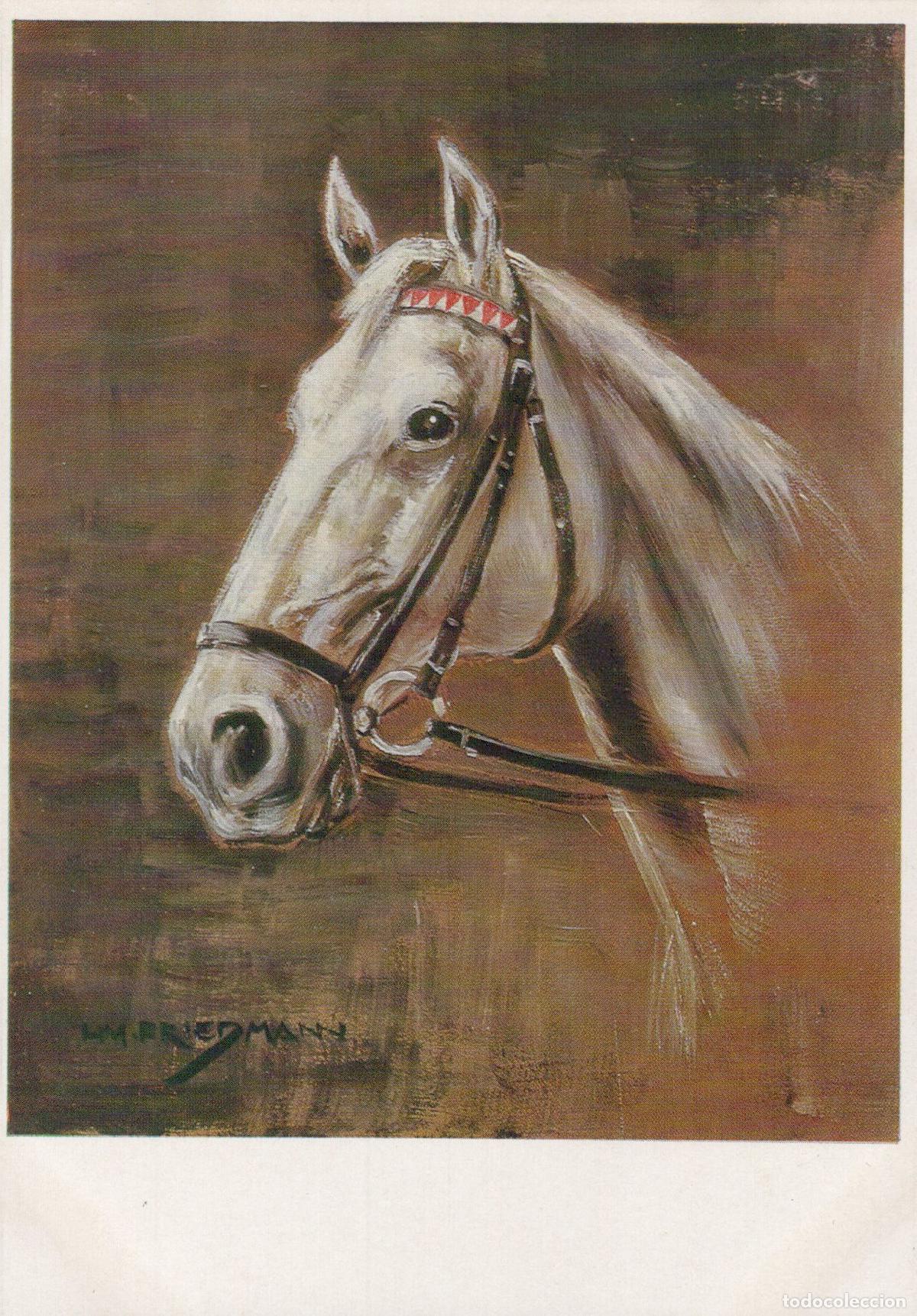 Postales: White Horse Head Portrait By H Friedmann Unposted *YBA519