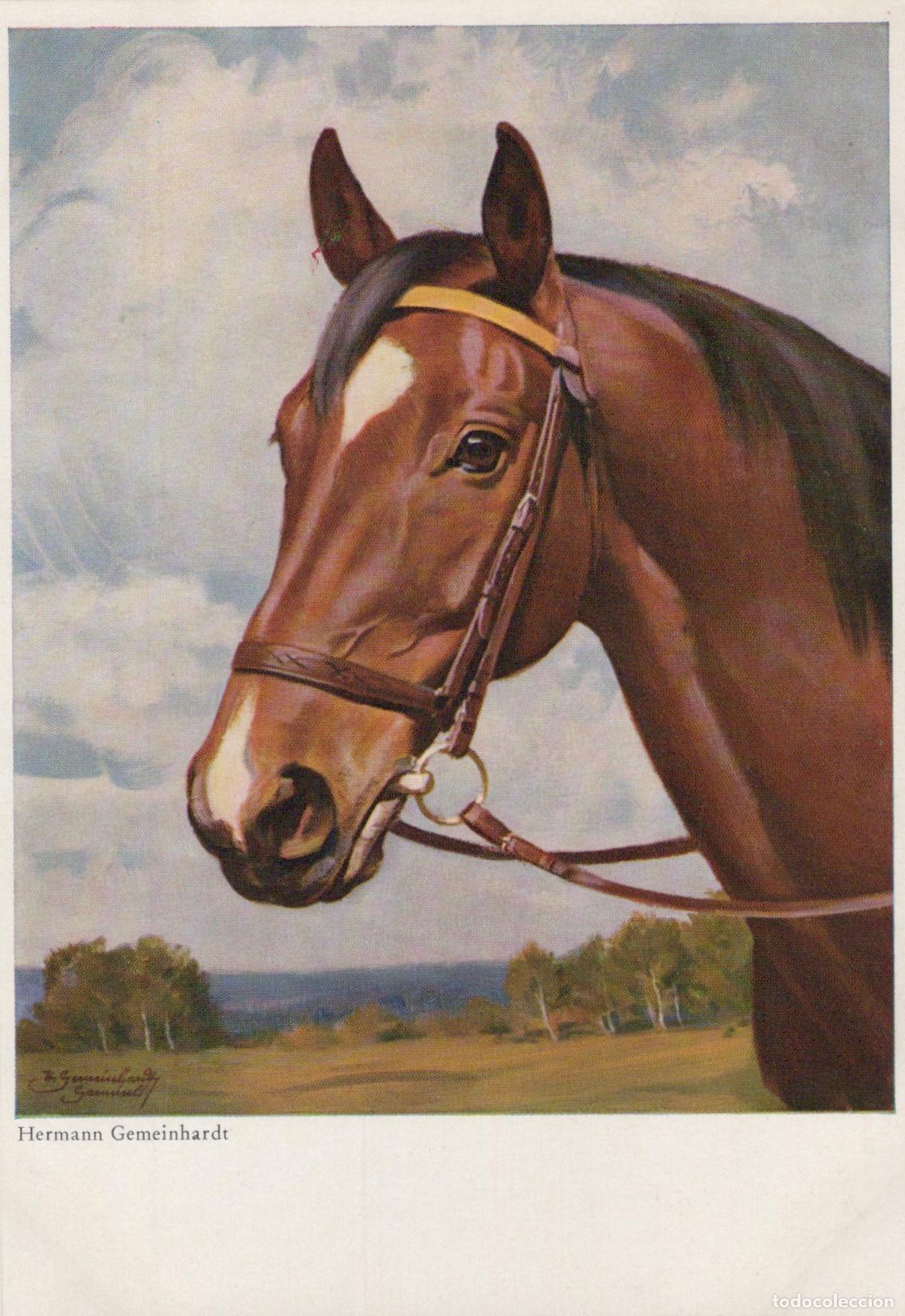 Postales: Brown Horse Head Portrait By Hermann Unposted *YBA521