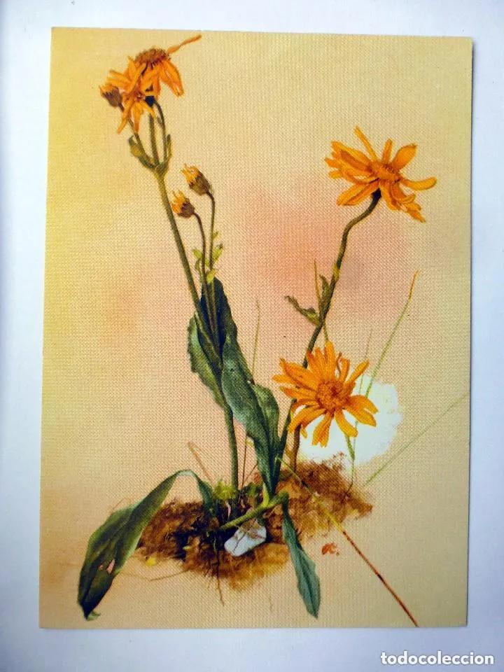 Postales: 12 postales acuarelas de Kreigel madaus plantas medicinales
