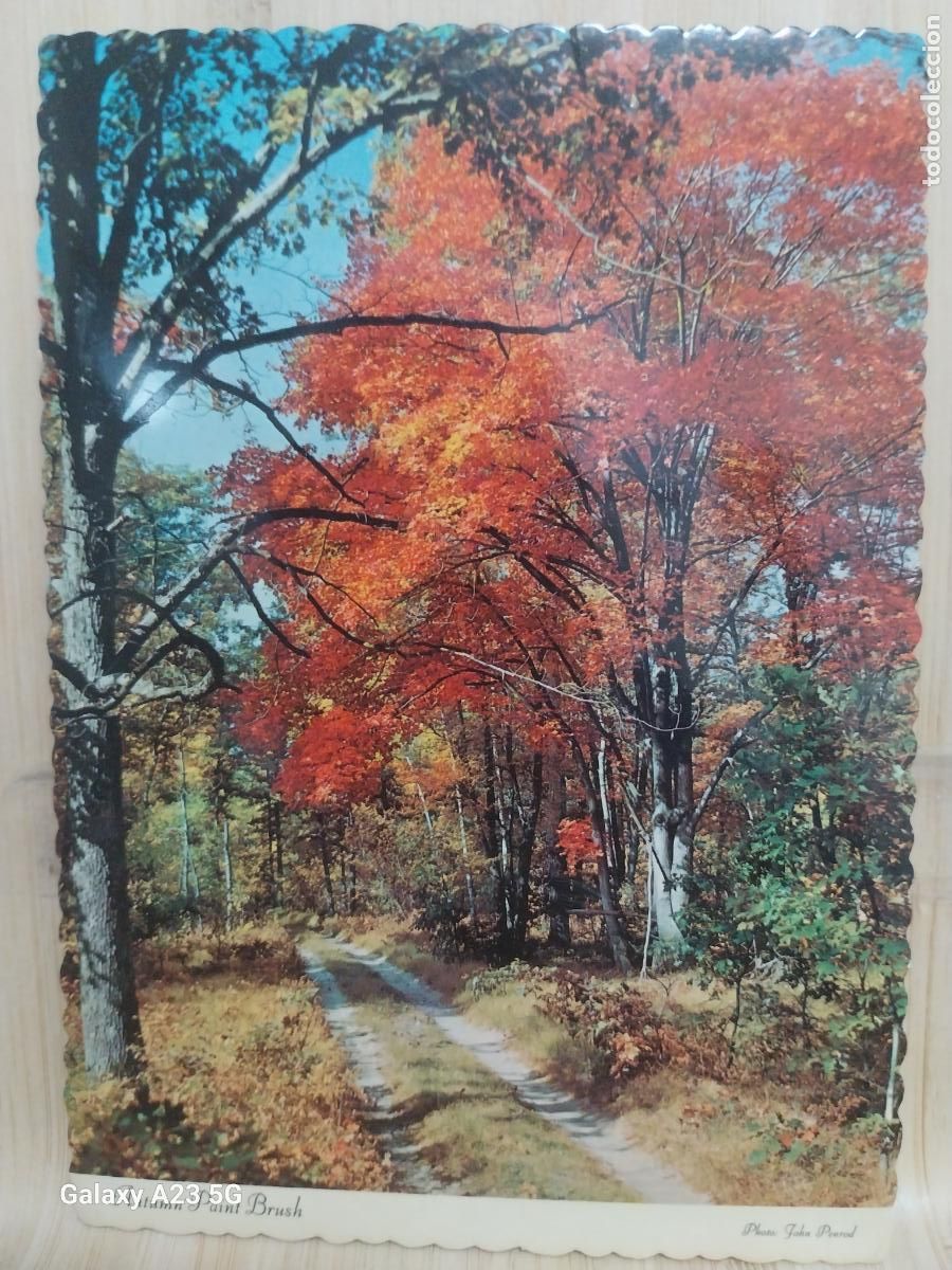 Postales: AUTUM PAINT BRUSH POSTAL CIRCULADA 1981