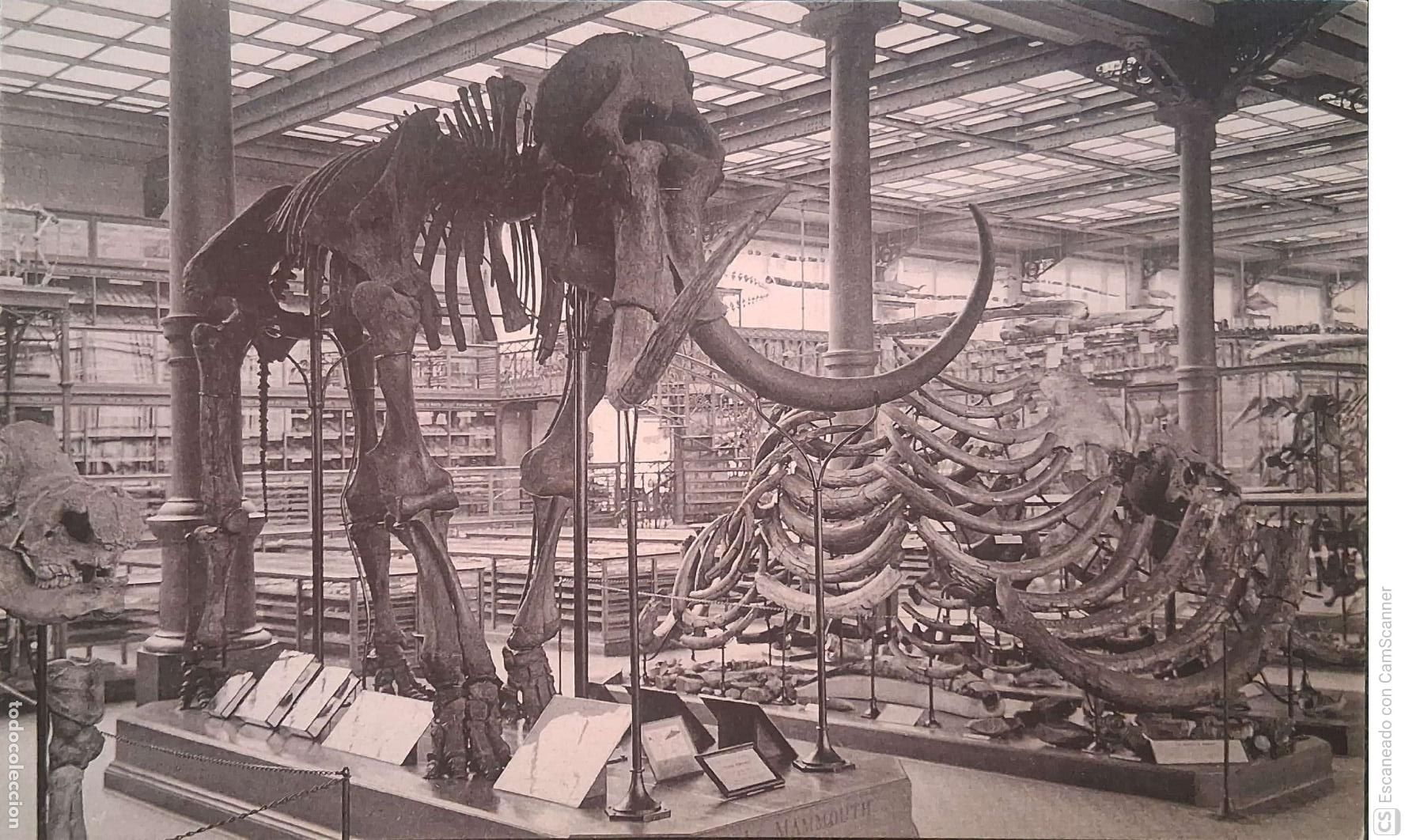 Postales: Bruselas. Museo Real de Historia Natural. 3 Galerias nacionales. Sala de los Vertebrados: Esqueleto