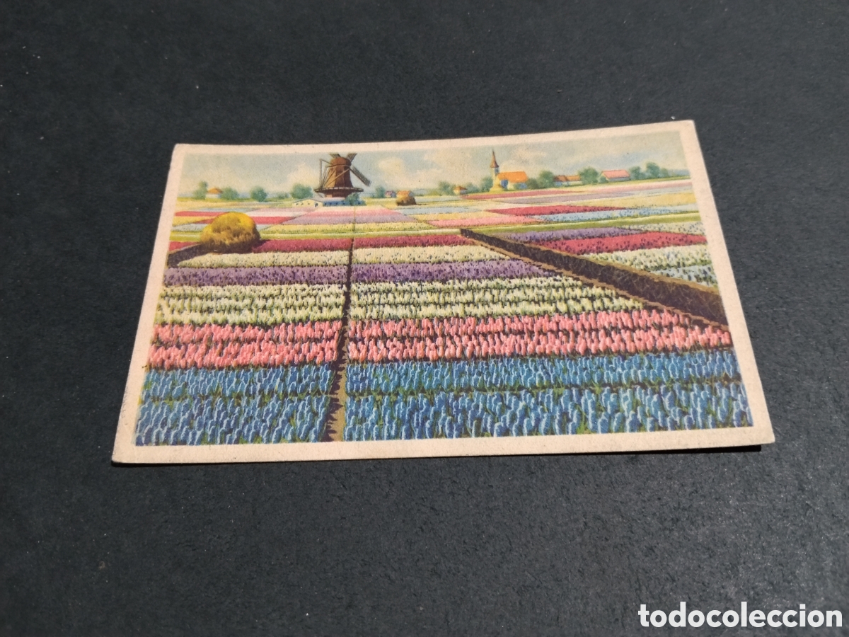 Postales: Postal Arte Holanda,molino tulipanes