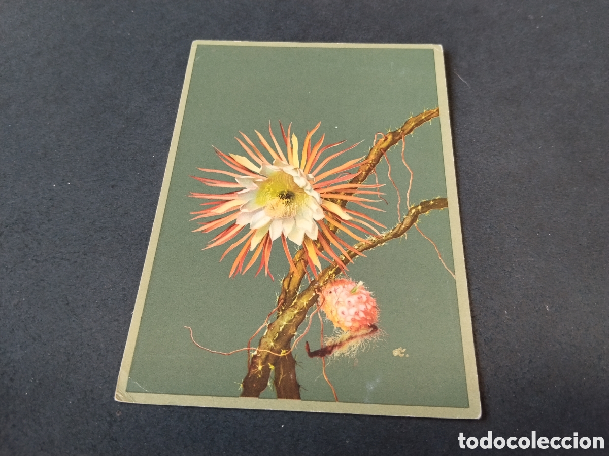 Postales: Postal Konigin der Nacht,flor De.Madaus
