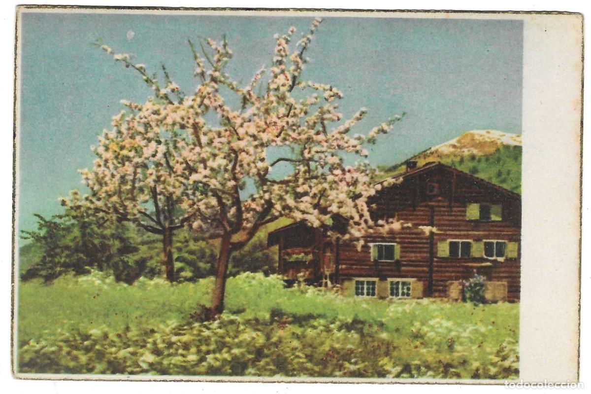 Postales: Postal Pintura. Arbol en Flor. ref. 7-arte246