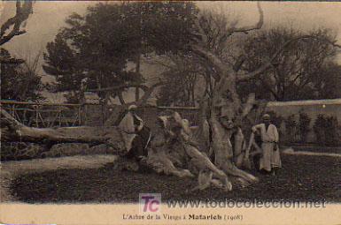 Postales: MATARIEH. LARBRE DE LA VIERGE (1908) - Foto 1