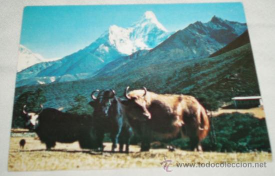Postales: postal de nepal sin circular - Foto 1