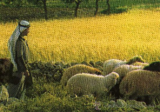 Postales: BETHLEHEM BEL&Eacute;N SHEPHERDS FIELD NUEVA - Foto 1