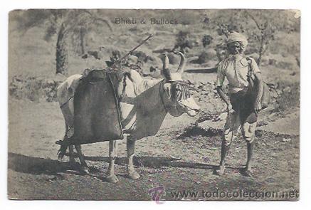 Postales: INDIA. BHISTI & BULLOCK. BUEY. - Foto 1