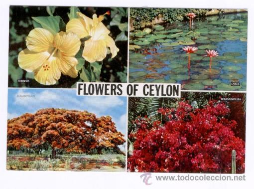 Postales: FLOWERS OF CEYLON - Foto 1
