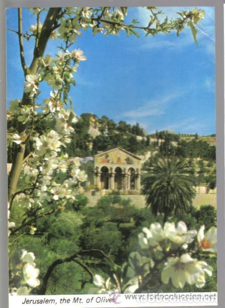 Postales: POSTAL DEL MONTE DE LOS OLIVOS EN JERUSALEN (ESCRITA) - Foto 1