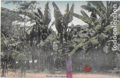 Postales: P- 8937. POSTAL BANANA TREE, SINGAPUR. - Foto 1