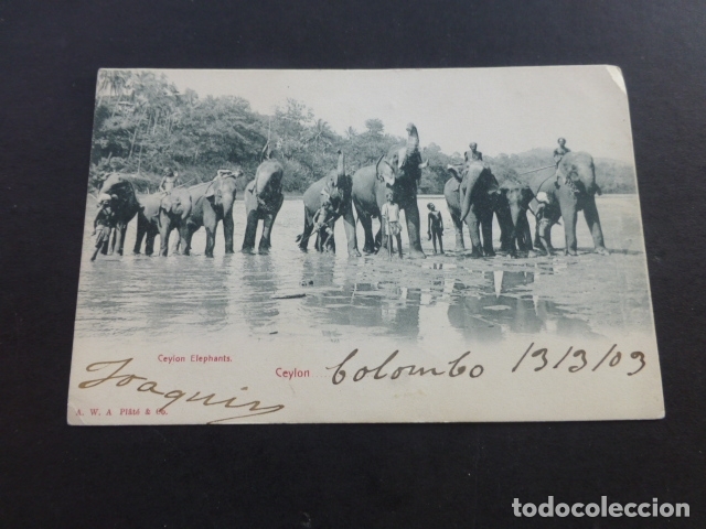 Postales: CEYLAN ELEFANTES POSTAL 1903 - Foto 1