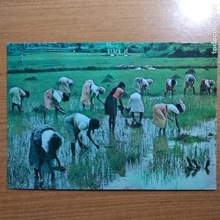 Postales: Sri Lanka:transplanting.circulada. - Foto 1