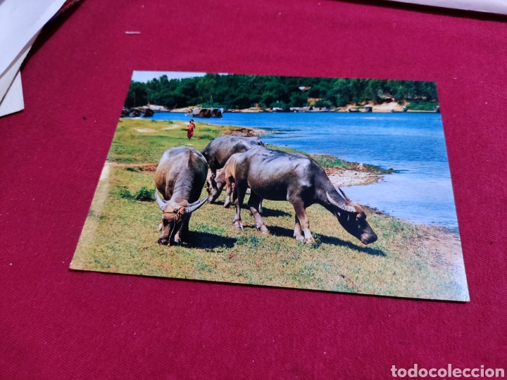 Postales: Postal Vietnam bueyes - Foto 1