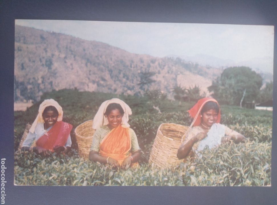 Postales: RECOGIDA DEL T&Eacute;. CEILAN, CEYLON. - Foto 1