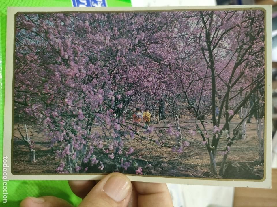 Postales: Postal Ni&ntilde;os en el Bosque Oriental - Foto 1