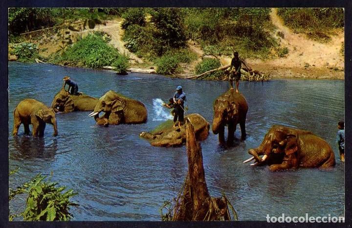 Cartoline: Tailandia. Chiang Mai. *Working Elephants take a bath...* Nueva.